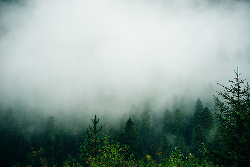 Misty landscape with spruce forest in hipster vintage retro style.