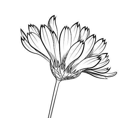 Calendula Calligraphy Calendula Hand Drawn Vector Illustration Stock Illustration - Download ...
