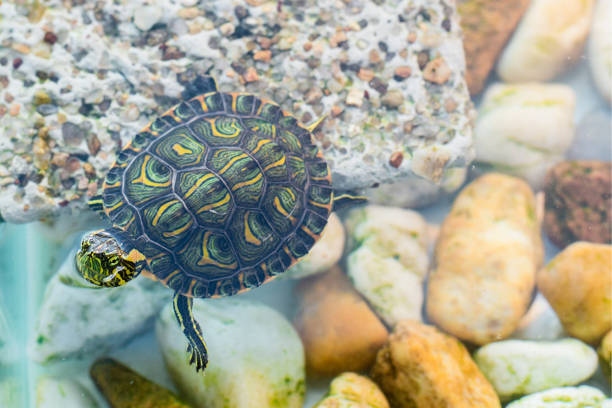 A funny water turtle sunbathing