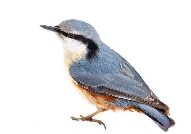 Eurasian nuthatch or wood nuthatch (Sitta europaea) bird on a white background