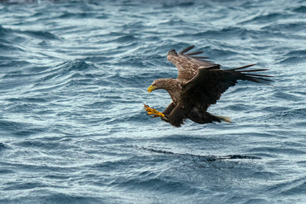 istock Sea Eagle catching a fish in winter at lofoten Islands - Norway 1389947071