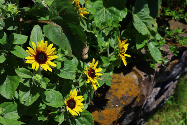 un pequeño girasol en el jardín - sunflower flower flower bed light fotografías e imágenes de stock