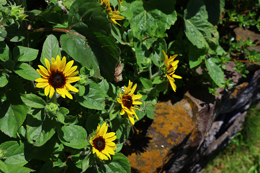 Perfectly identical blooming sunflowers in a sunflower field with the horizon in the background under a blue sky.