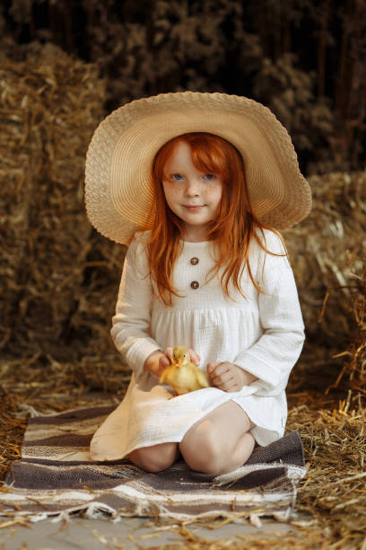 a garotinha senta em um celeiro e segura um patinho no colo. - little girls autumn child red hair - fotografias e filmes do acervo