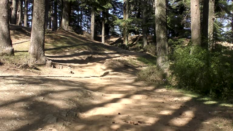 Walking through tall majestic pine trees at jungle trail track at Naldehra Shimla