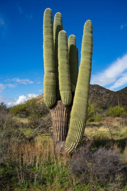 istock Sonoran Desert Landscape in Late Afternoon 1389949795