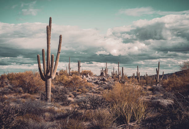 Sonoran Desert landscape in the Granite Mountain area in Scottsdale, Arizona
