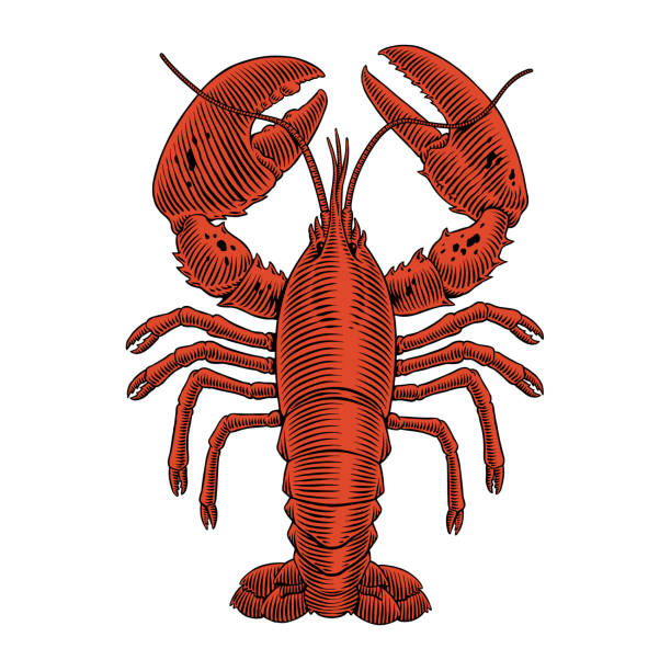 해산물 메뉴에 대한 랍스터 조각 벡터 그림. 빈티지 스타일로 손으로 그린 갑각류. - lobster seafood prepared shellfish crustacean stock illustrations