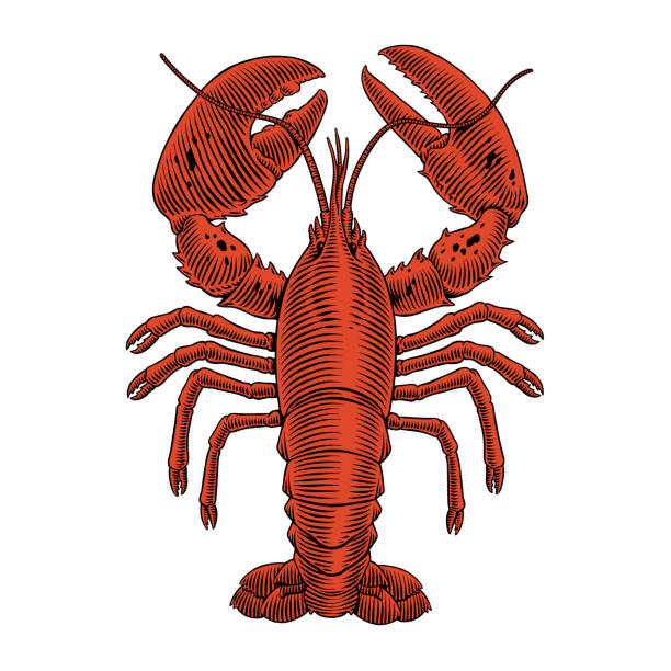 ilustrações de stock, clip art, desenhos animados e ícones de lobster engraving vector illustration for seafood menu. hand drawn crustacean in a vintage style. - lobster