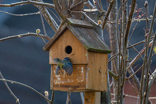 Bluetit bird with a beak of moss missing the entrance to nest box and crashing into the wooden box