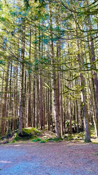 deszczu las z promieni słonecznych - tree growth sequoia rainforest zdjęcia i obrazy z banku zdjęć