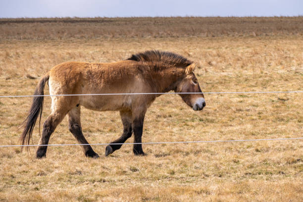 istock Przewalski's horse in pasture, Prague. 1389954252