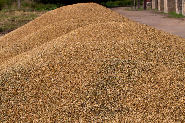 istock a pile of harvested cereal grains 1389954860