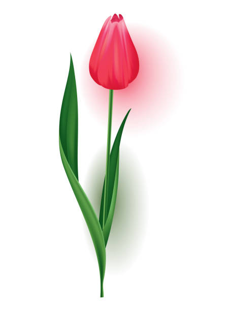 istock Realistic tulip with bud, stem with green leave. Beautiful spring pink blossom flower. Vector design element for invitation, greeting card or save the date card 1389955889