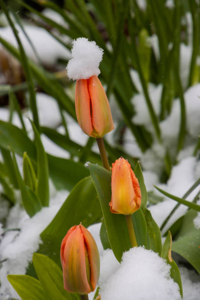istock Snow covering tulips in Spring 1389956144