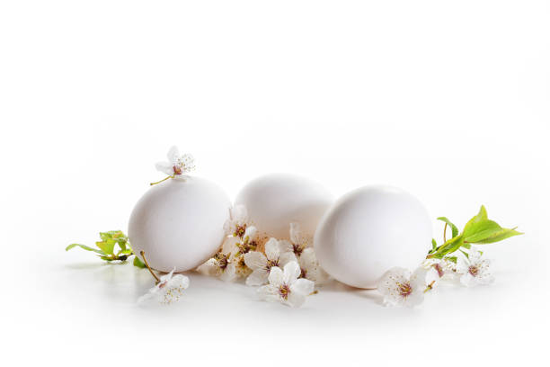 Three eggs and wild cherry flowers on a white background, light Easter greeting card with large copy space, selected focus, narrow depth of field
