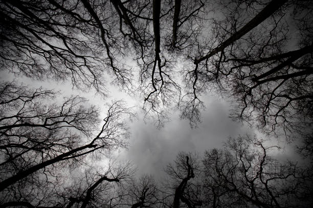 The Shadows and Dance of the Flying Trees