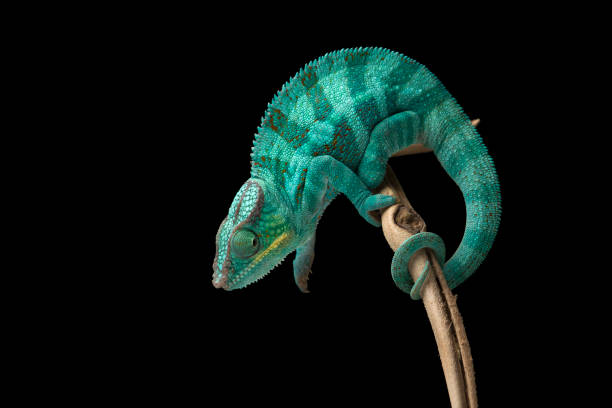 istock rainbow blue lizard Panther chameleon isolated on black background 1389960619