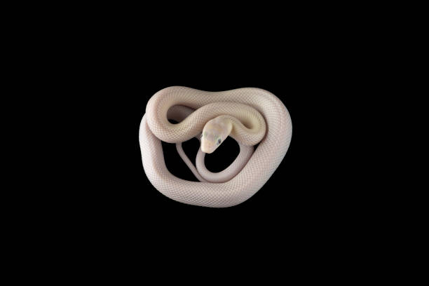 istock Young white Rat Snake isolated on black background 1389963296