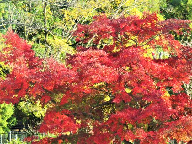 istock Japan. Colors of autumn forest. 1389963424