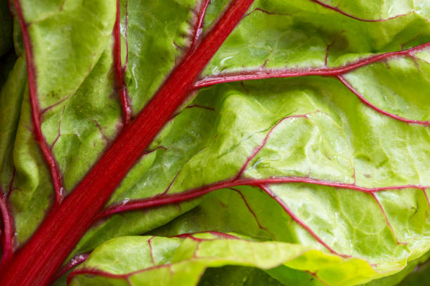 istock Close up of coloured chard leaves 1389964206