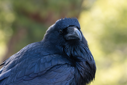 Raven sitting in the forest enjoying the shade and the company in Yellowstone National Park in Wyoming in the United States of America (USA). The common raven is a large all-black passerine bird. A smart bird that can make many sounds.
