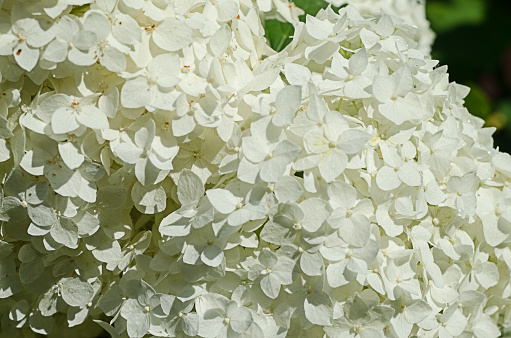 Cute and lovely hydrangea flowers for summer bouquet