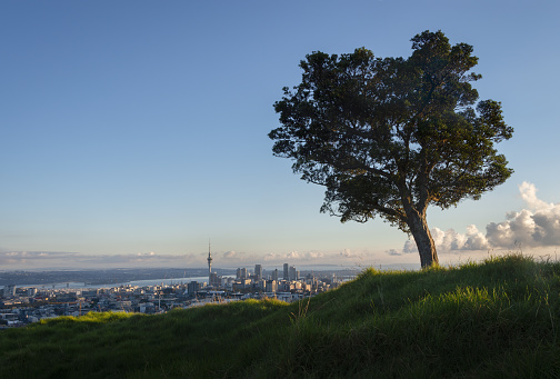 View of Auckland city from Mt Eden summit, with Pohutukawa tree on the hilltop.