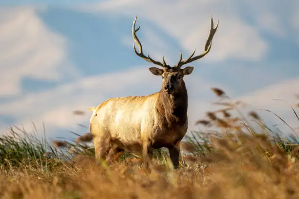 Tule Elk bull standing in the windy California Grizzly Island marshland