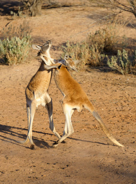 istock Male kangaroos fighting. 1389970278