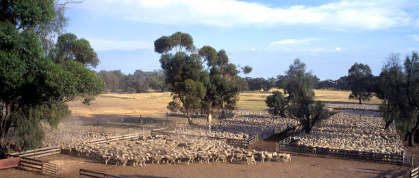 istock Thousands of merino sheep being herded into pens. 1389970279