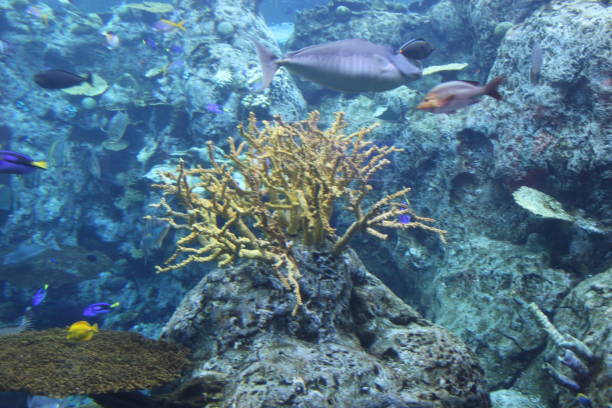 istock Fish swimming in Coral Reef 1389970975