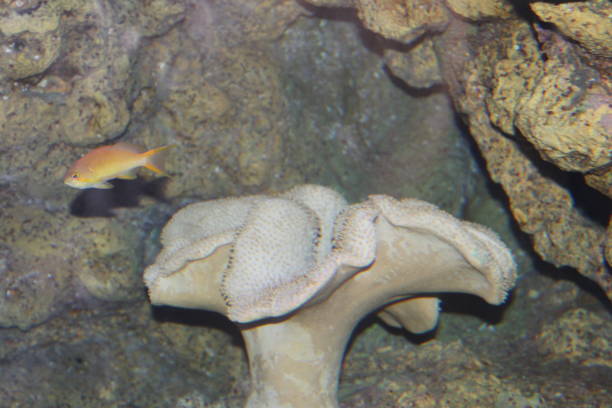 Yellow Fish swimming in Coral Reef with Sea Anemone.
