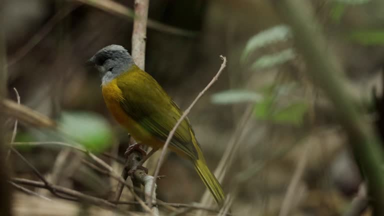 Gray-headed Tanager, Panama