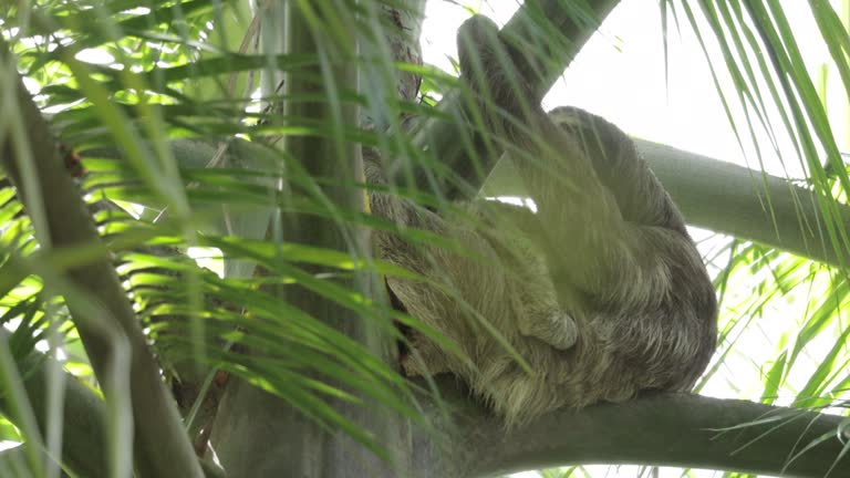 Brown-throated sloth/Three-toed sloth, Panama