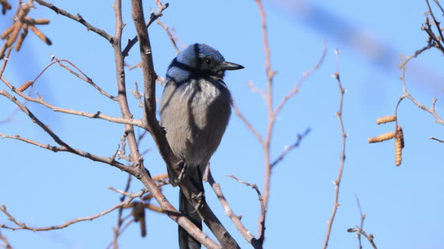 Mexican Jay, West Texas