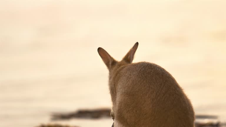 Kangaroo feeding on a beach: Northern Australia