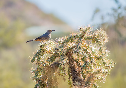 A Curve-billed thrasher bird perched atop a cholla tree cactus in the Saguaro National Park
