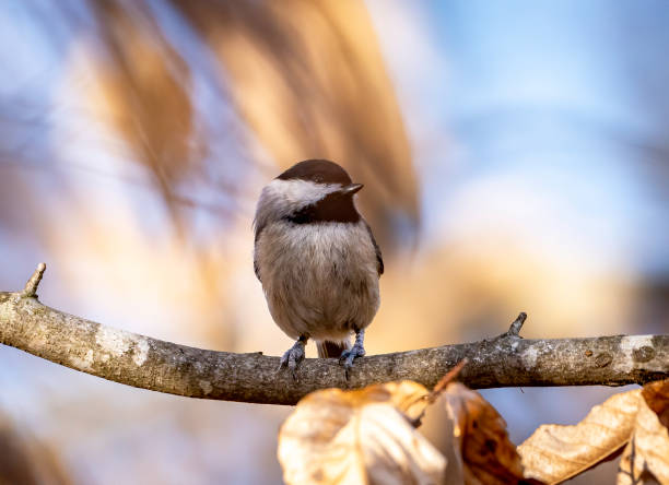 캐롤라이나 치카데 나무 사지에 - photography carolina chickadee bird animals in the wild 뉴스 사진 이미지