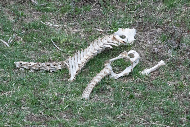 istock Partial remains of an animal, perhaps an antelope (pronghorn) 1389973453