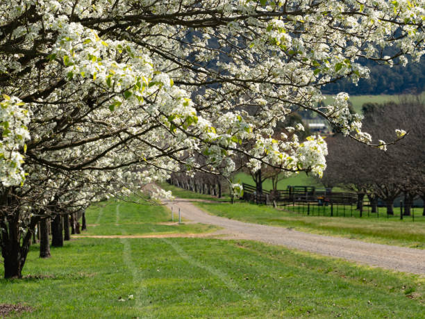istock Bradford Pear trees with spring flowers 1389975282