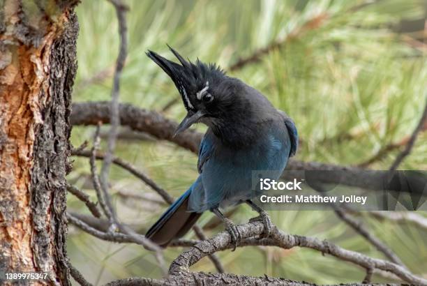 Stellars Jay Perched In Tree Stock Photo - Download Image Now - Jay, Star - Space, Animal