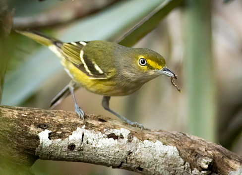A white-eyed vireo catches a caterpillar on a wood branch