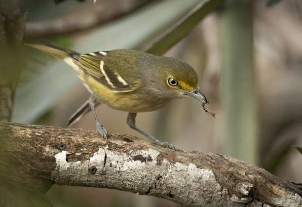 istock White eyed vireo with caterpillar worm 1389975390