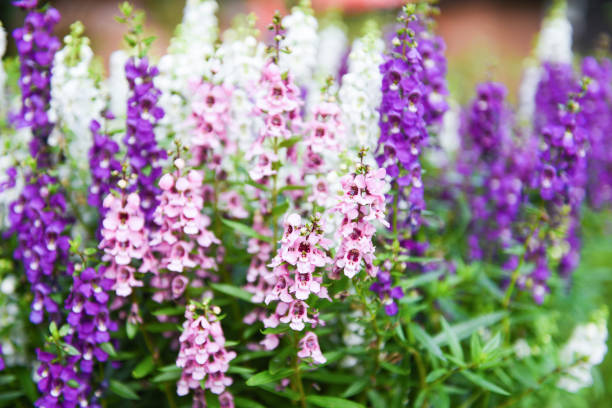 Beautiful flowers purple pink white in pot, Colorful Angelonia flowers in the nature flower garden, summer snapdragon Beautiful flowers purple pink white in pot, Colorful Angelonia flowers in the nature flower garden, summer snapdragon angelonia photos stock pictures, royalty-free photos & images