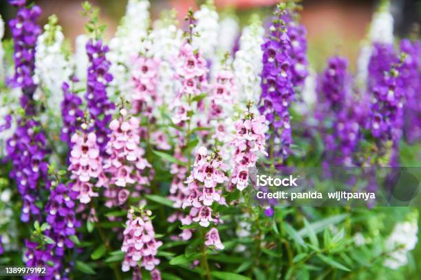 Beautiful Flowers Purple Pink White In Pot Colorful Angelonia Flowers In The Nature Flower Garden Summer Snapdragon Stock Photo - Download Image Now
