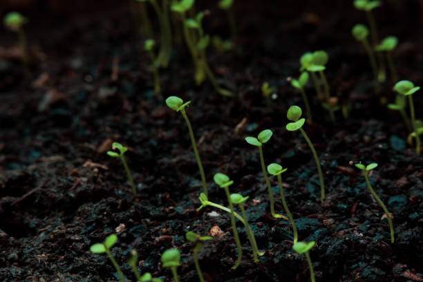 Plant seedlings growing in the sun