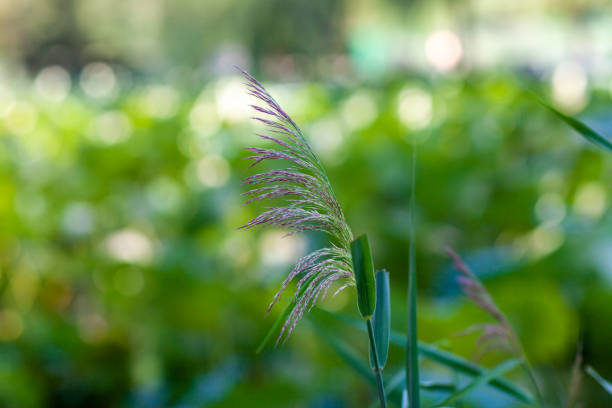 Golden grass in sublime sunset