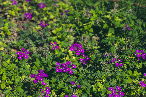 Violet flowers in summer garden.