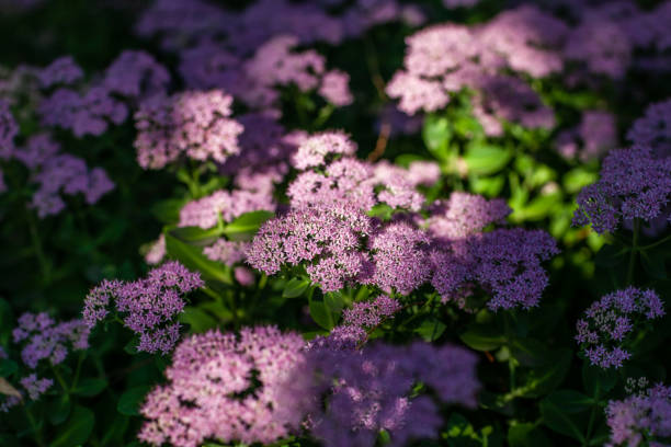 purple flowers in bushes